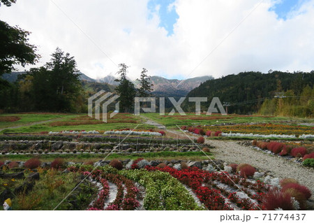御嶽山~御岳ロープウェイ山麓駅舎前の花畑~ 御嶽山~御岳ロープウェイ山麓駅舎前の花畑~ 71774437