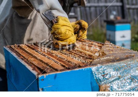 Honey harvest in apiary. Bees on honeycomb. Beekeeper removes excess honeywax to pull out frame with honey. Honey harvest in apiary. Bees on honeycomb. Beekeeper removes excess honeywax to pull out frame with honey. 71775054