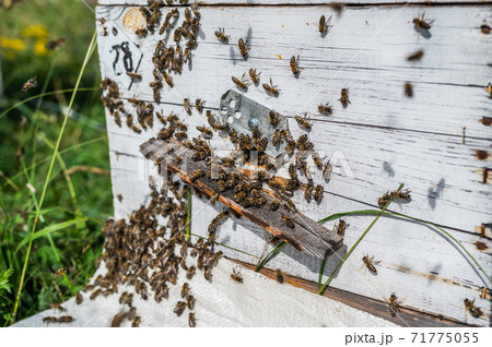 Detail of crowded gate into wooden bee hive. Bees arriving with legs wrapped by yellow pollen. Bees leaving hive and flying for new batch of pollen. Production of sweet honey. Bees working hard 71775055