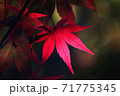 ひっそりと陽に照らされる赤もみじ 71775345