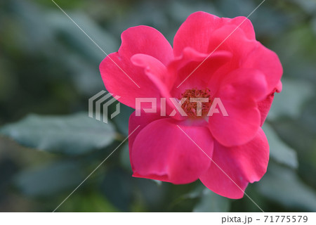 バラ（ノックアウト） 71775579