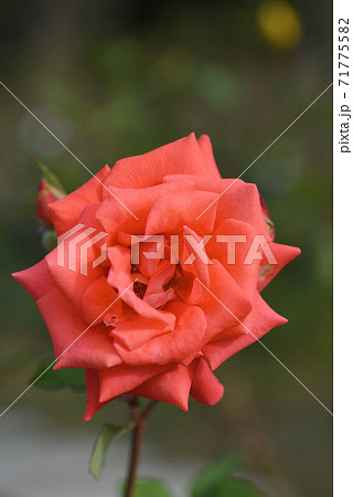 バラ（ローラ） 71775582