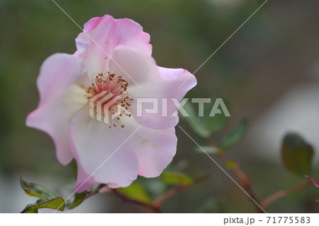 バラ（エレン・ウィルモット） 71775583