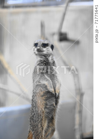 飯田動物園のミーアキャット 71775641