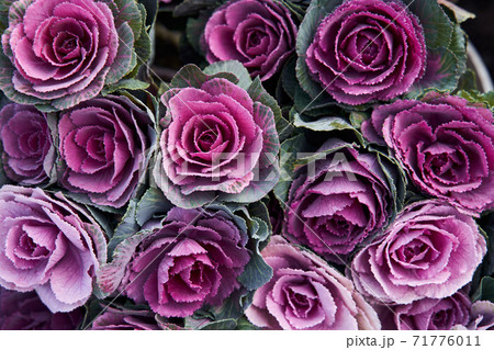 Top view of the lot of decorative cabbage flowers 71776011