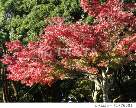 真っ赤に紅葉した千葉公園のモミジ 71776601