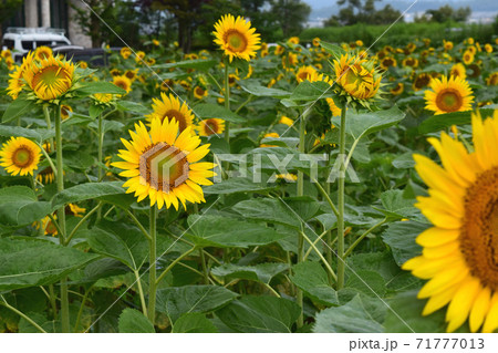 琵琶湖畔のひまわり畑 琵琶湖畔のひまわり畑 71777013
