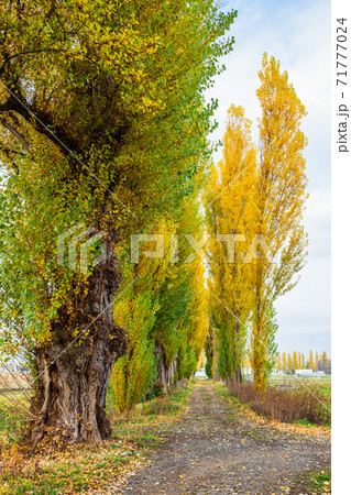 ポプラ並木 北海道大学 ポプラ並木 北海道大学 71777024