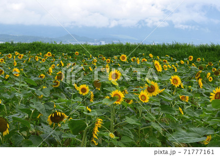 琵琶湖畔のひまわり畑 琵琶湖畔のひまわり畑 71777161