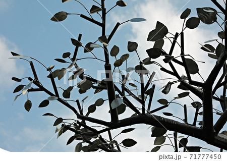 川 河 花 71777450