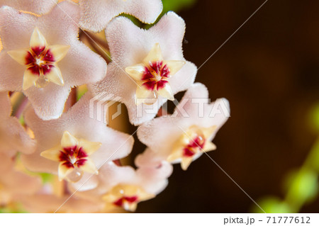 Macro of Hoya Carnosa or Waxplant Flower 71777612