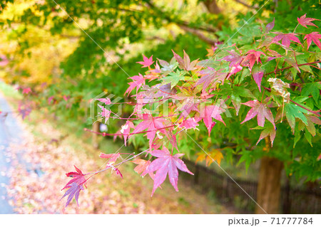 田貫湖の紅葉_No9 田貫湖の紅葉_No9 71777784