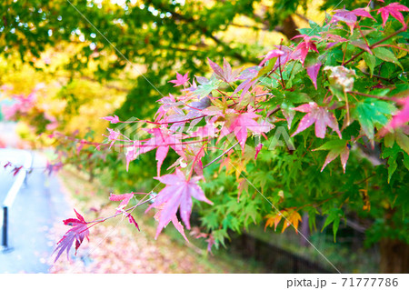 田貫湖の紅葉＿No10 71777786