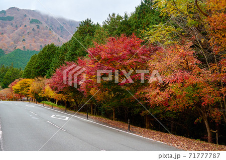 田貫湖の紅葉_No11 田貫湖の紅葉_No11 71777787