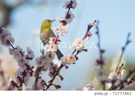 梅の花とメジロ 梅の花とメジロ 71777862