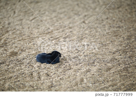 動物 鹿 農場 71777999