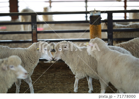 動物 鹿 農場 71778000