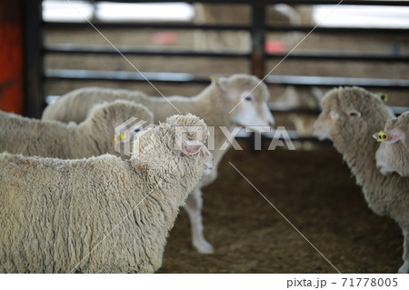 動物 鹿 農場 71778005