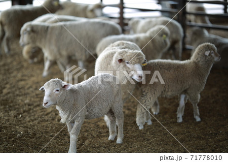 農場 両 自然 71778010