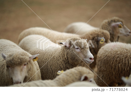 動物 鹿 農場 71778024