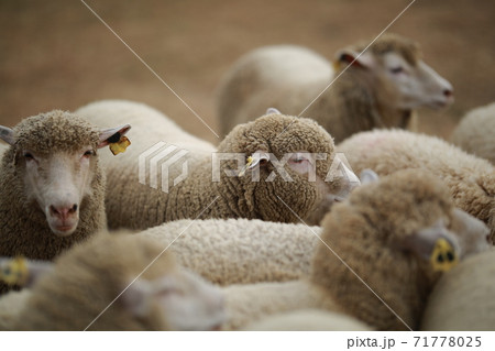 動物 鹿 農場 71778025