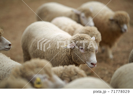 動物 鹿 農場 71778029