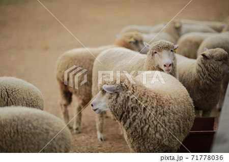 農場 両 自然 71778036