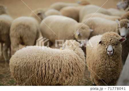 動物 鹿 農場 71778041