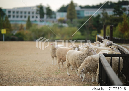 牧場 動物 鹿 71778048