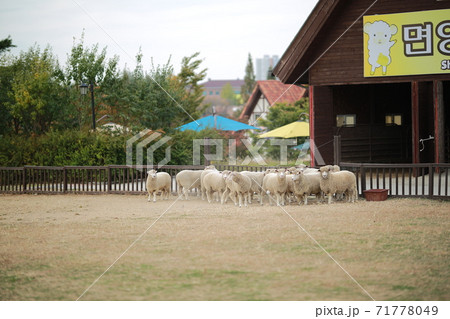 牧場 動物 鹿 71778049