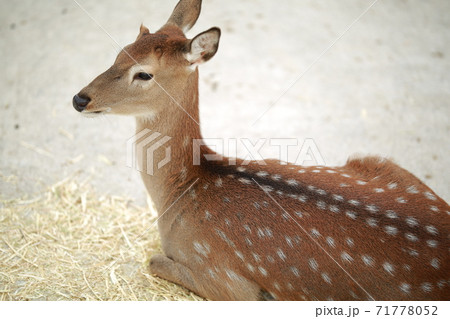 動物 鹿 農場 71778052