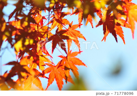 紅いモミジと錦秋の森　　青空背景の紅葉風景 71778096