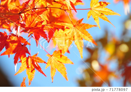 紅いモミジと錦秋の森 青空背景の紅葉風景 紅いモミジと錦秋の森 青空背景の紅葉風景 71778097