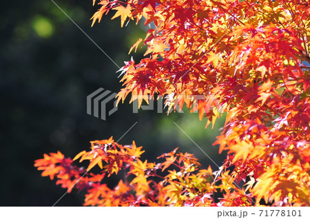 色ずくモミジ 深まりゆく秋 森林秋景色 華麗な紅葉樹の写真素材