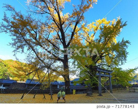 岩部八幡神社のイチョウの木1 71778143