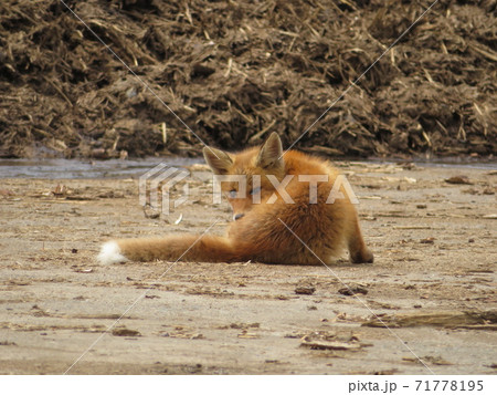 キタキツネ　子狐 71778195