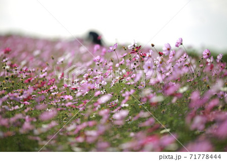 花畑 万 花 71778444