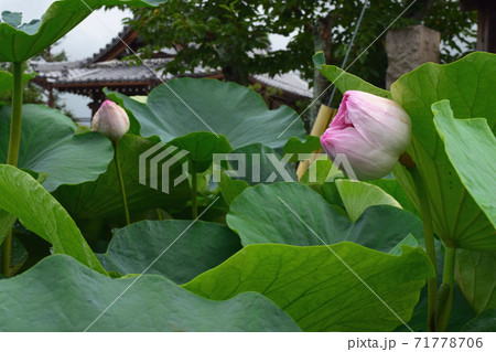 近江妙連(多数の花弁がある蓮) 近江妙連(多数の花弁がある蓮) 71778706