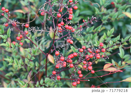 小さな赤い実の写真素材