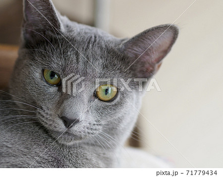 ロシアンブルーの子猫の顔 カメラ目線の写真素材