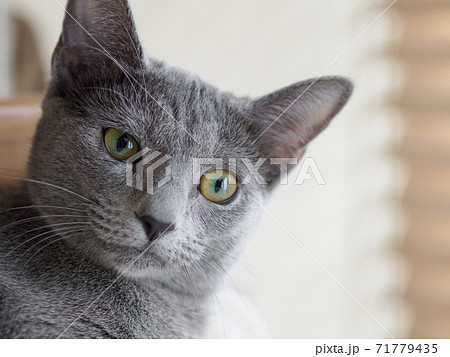 ロシアンブルーの子猫の顔 首をかしげるの写真素材