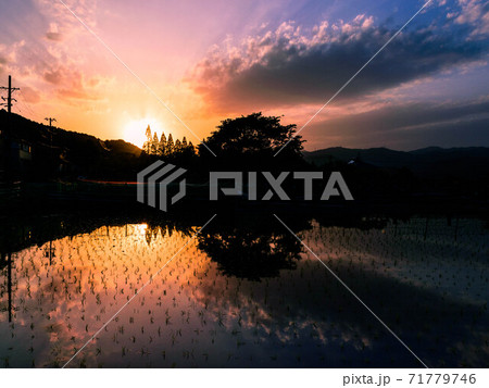 夕暮れの水田 夕暮れの水田 71779746
