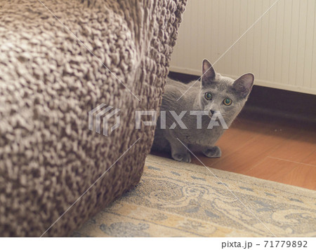 ソファーの向こうからのぞき込む子猫 ソファーの向こうからのぞき込む子猫 71779892