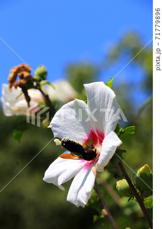 ムクゲの花粉を集めるハチ ムクゲの花粉を集めるハチ 71779896