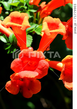 ノウゼンカズラの写真素材