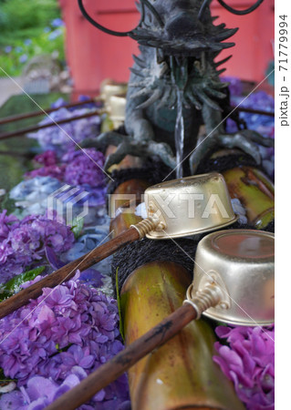 手水舎の周りに浮かぶアジサイ 手水舎の周りに浮かぶアジサイ 71779994