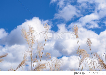 青空と雲に浮かぶススキ 青空と雲に浮かぶススキ 71779995