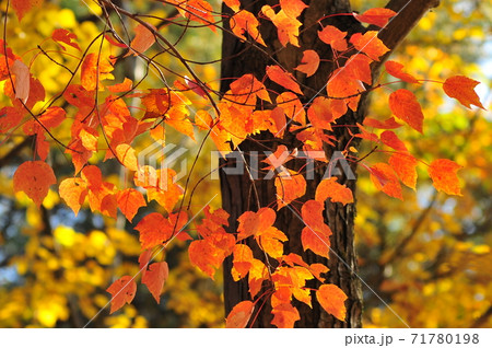 森の中で色ずく紅い葉 一枚の紅いカエデ 森の中で色ずく紅い葉 一枚の紅いカエデ 71780198
