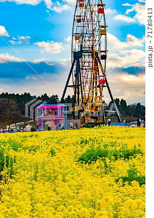 千葉県袖ケ浦市にあるテーマパーク東京ドイツ村で見た夕暮れ時の菜の花と観覧車 千葉県袖ケ浦市にあるテーマパーク東京ドイツ村で見た夕暮れ時の菜の花と観覧車 71780413