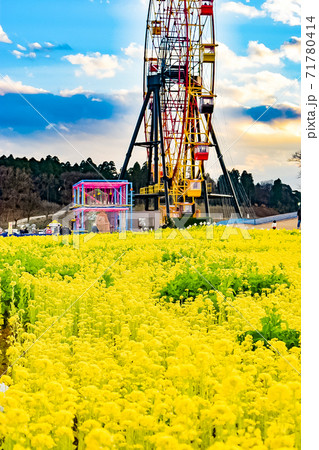 千葉県袖ケ浦市にあるテーマパーク東京ドイツ村で見た夕暮れ時の菜の花と観覧車 71780414